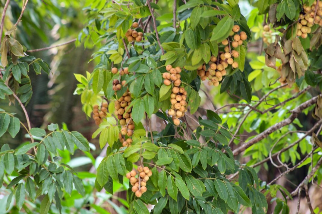 cientistas-de-sc-estudam-possiveis-beneficios-da-guabiroba-a-saude