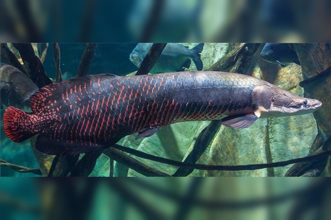 conheca-regras-para-pesca-do-pirarucu,-o-gigante-“invasor”-das-aguas