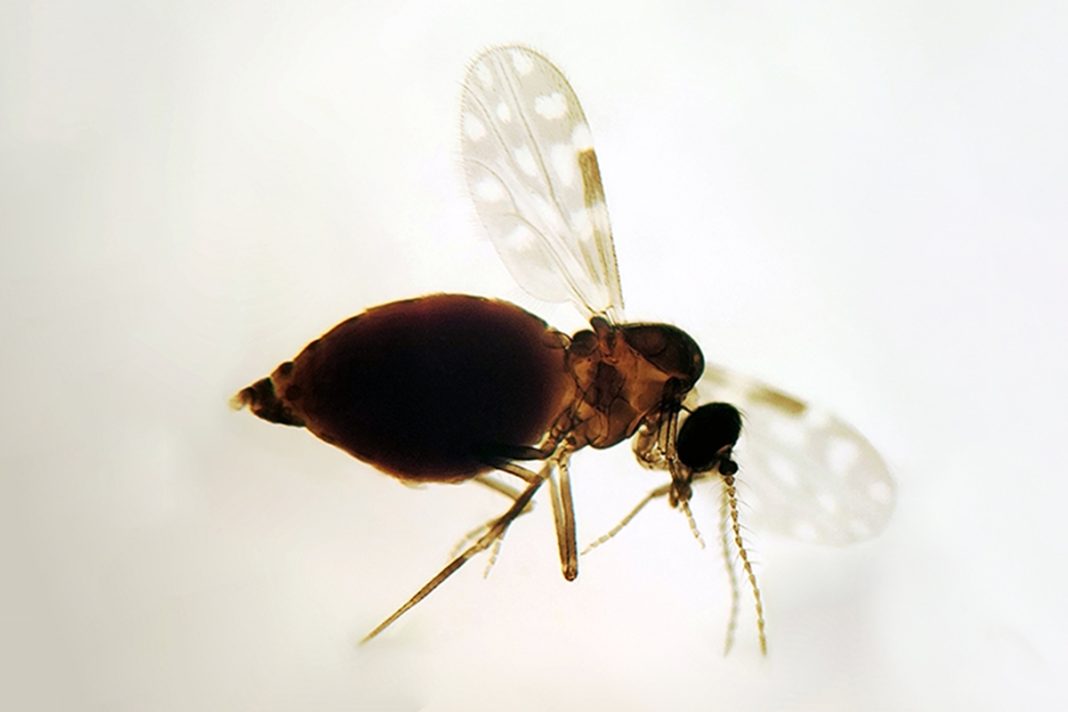 febre-oropouche:-entenda-o-que-e-a-doenca-e-quais-sao-os-sintomas