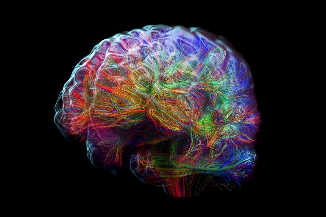 baixos-niveis-de-acucar-no-cerebro-podem-afetar-formacao-de-neuronios