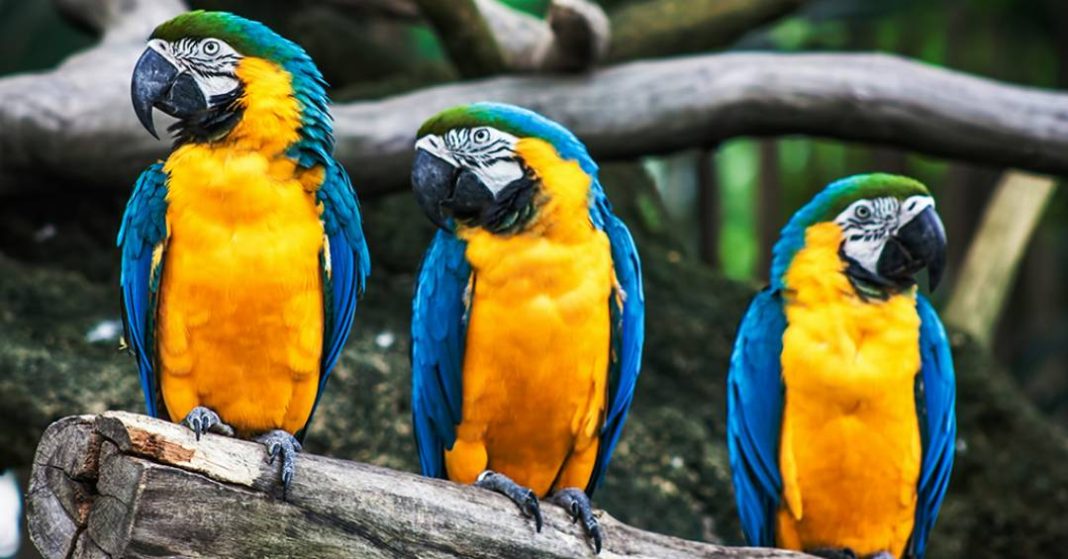 papagaios-conseguem-associar-nomes-a-individuos-especificos,-indica-estudo