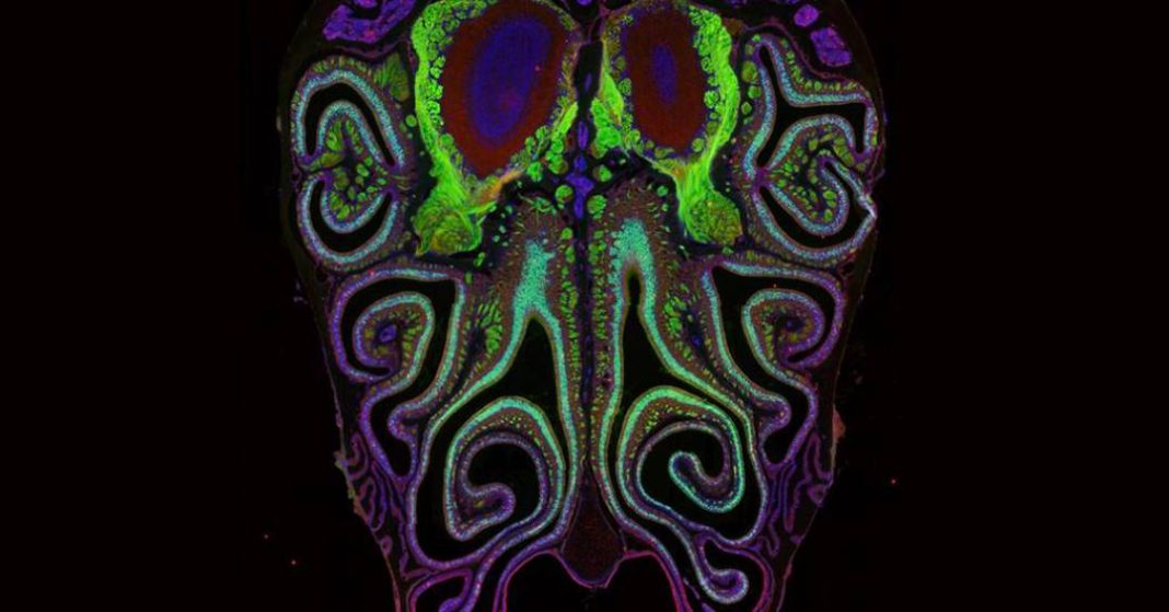 pela-primeira-vez,-cientistas-criam-mapa-do-olfato-e-revelam-como-o-nariz-organiza-cheiros