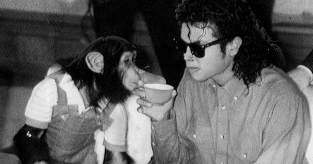 onde-esta-bubbles,-o-chimpanze-de-michael-jackson?