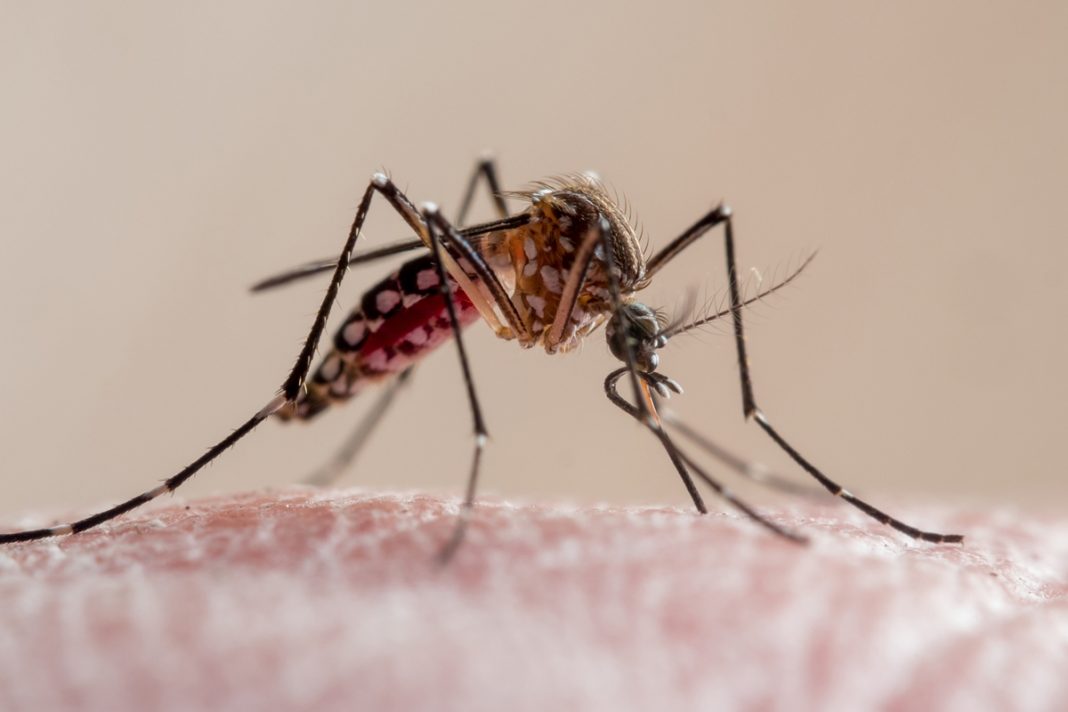 queda-historica-da-malaria:-saiba-o-que-mudou-no-combate-a-doenca