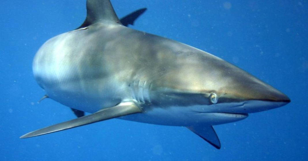 brasil-atualiza-lista-de-especies-aquaticas-ameacadas;-confira-as-principais-mudancas