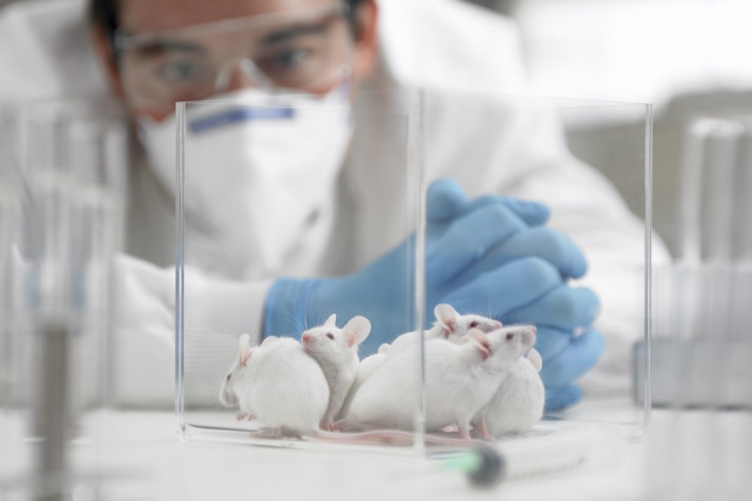 suplemento-de-aminoacidos-reduz-danos-ligados-ao-alzheimer-em-ratos
