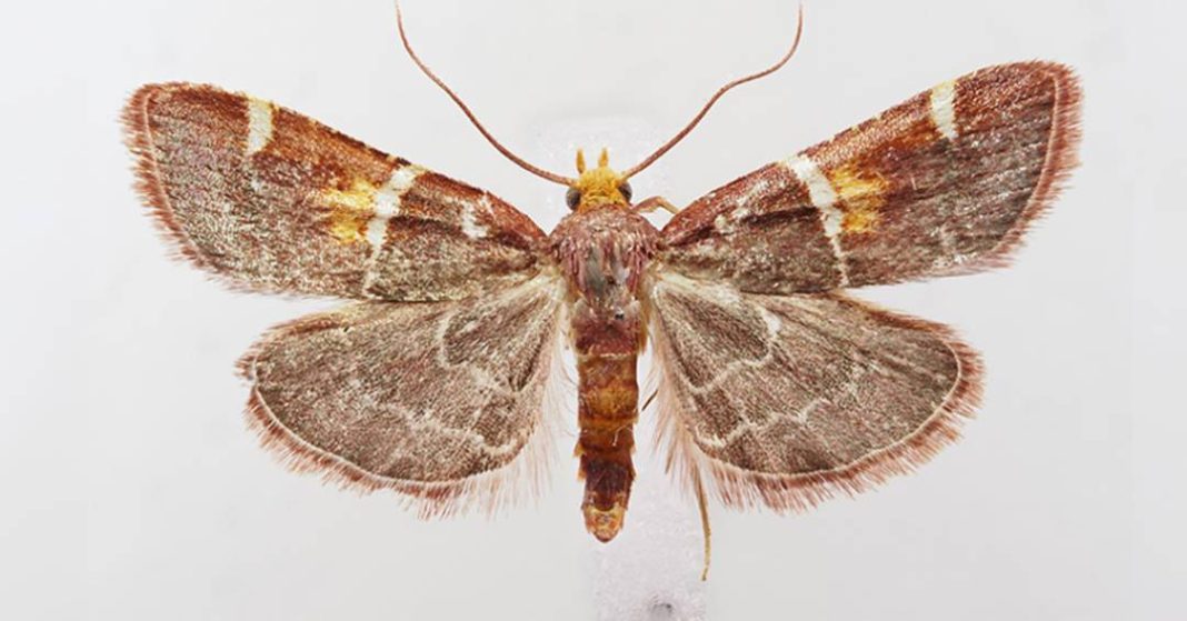 nova-especie-de-mariposa-homenageia-papa-leao-14-e-integra-linhagem-com-nomes-“de-realeza”