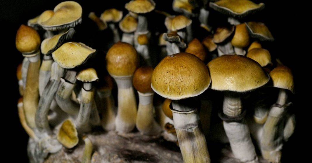 uma-unica-dose-de-“cogumelo-magico”-pode-alterar-estrutura-e-atividade-do-cerebro,-sugere-estudo