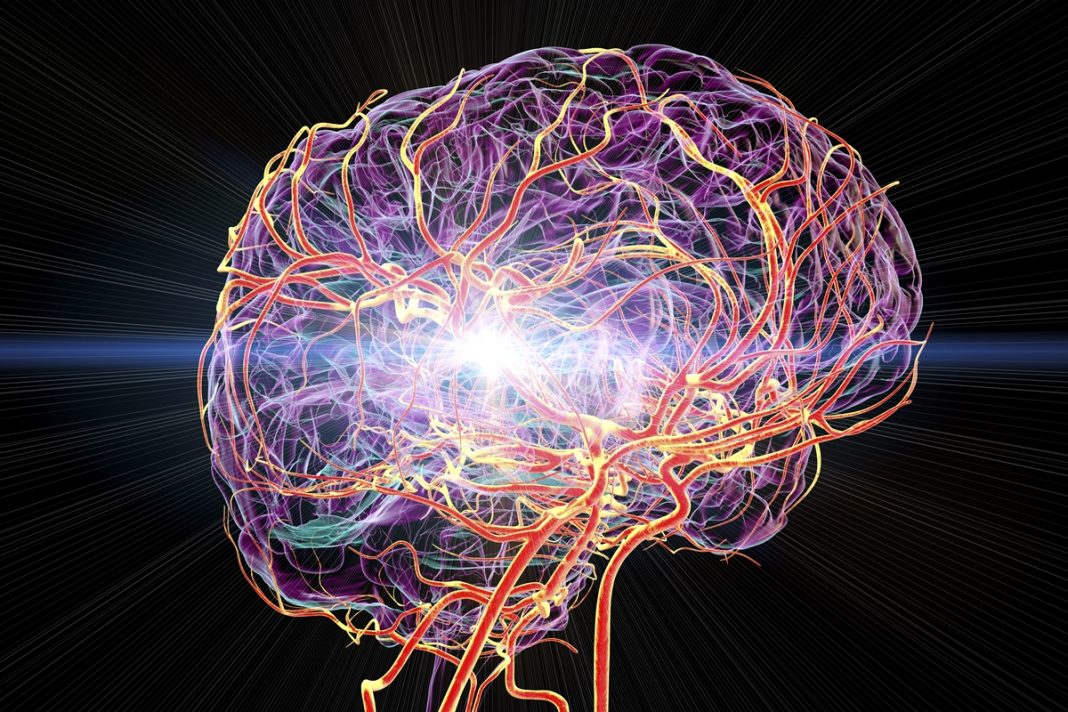cerebro-ja-nasce-“cheio”-e-se-organiza-ao-aprender,-sugere-estudo