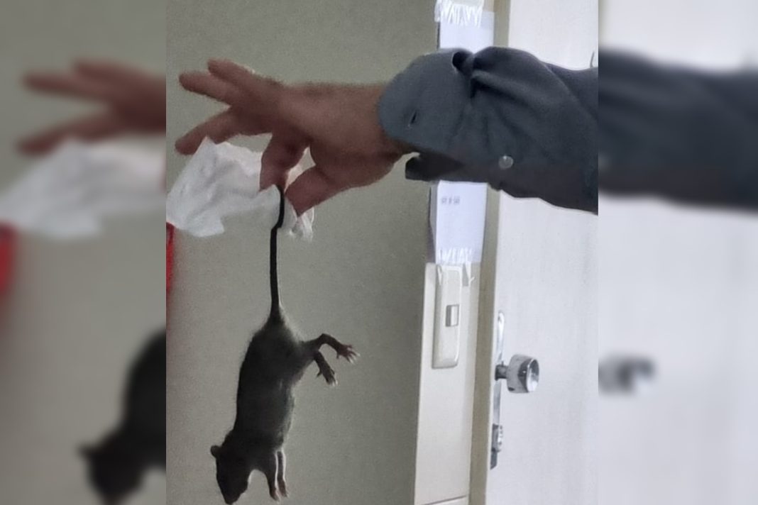 moradores-denunciam-invasao-de-ratos-em-apartamentos-da-asa-sul