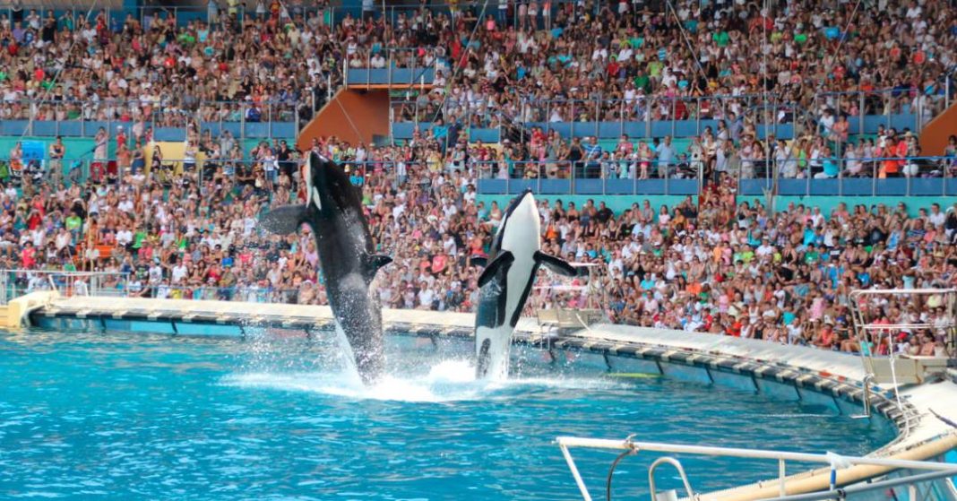 apos-proibir-shows-com-cetaceos,-franca-busca-destino-para-duas-ultimas-orcas-em-cativeiro