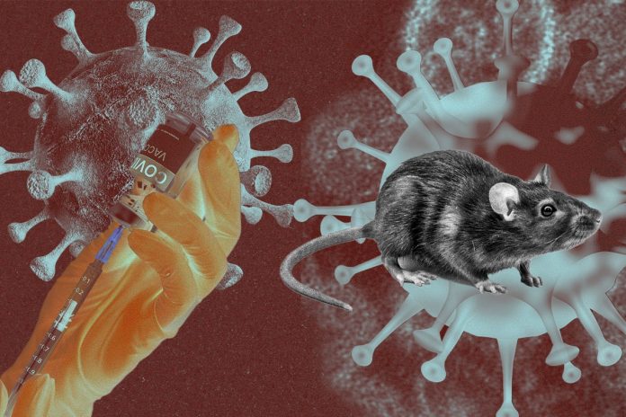 hantavirus-x-covid:-entenda-diferencas-entre-sintomas-e-transmissao