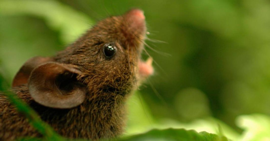 estes-ratos-sao-capazes-de-“cantar-em-dueto”.-entenda-como-essa-habilidade-surgiu