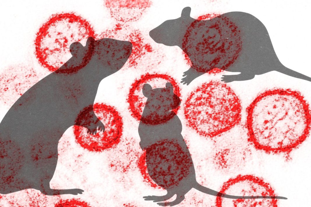 surto-em-cruzeiro:-saiba-como-acontece-a-transmissao-do-hantavirus