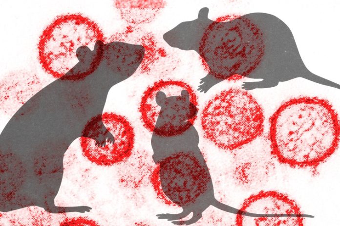 surto-em-cruzeiro:-saiba-como-acontece-a-transmissao-do-hantavirus