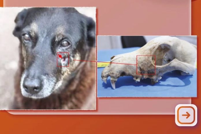 cao-orelha:-mp-divulga-imagens-periciais-que-nao-indicam-agressao cao-orelha:-mp-divulga-imagens-periciais-que-nao-indicam-agressao