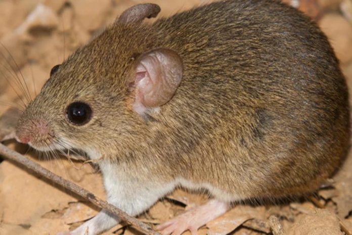 mudancas-climaticas-podem-aumentar-surtos-de-hantavirus,-diz-estudo mudancas-climaticas-podem-aumentar-surtos-de-hantavirus,-diz-estudo