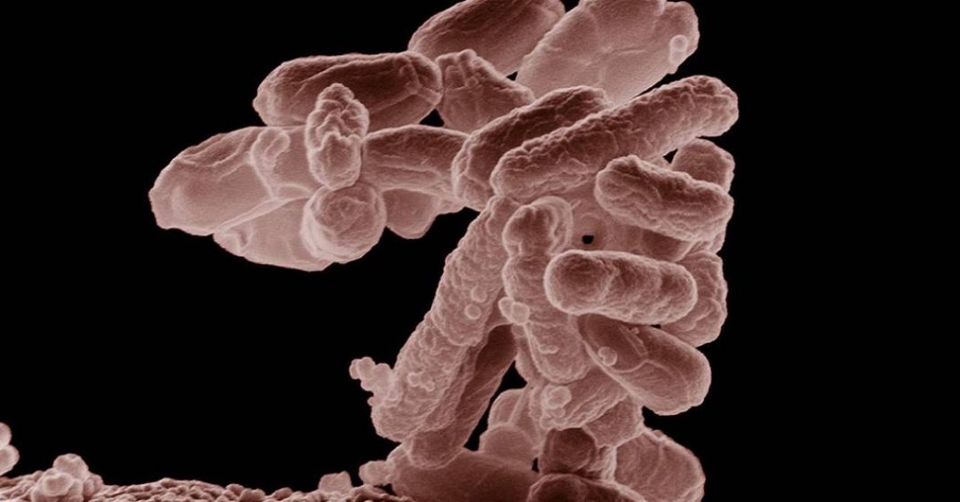 toda-a-vida-usa-20-aminoacidos-cientistas-fizeram-essas-bacterias-funcionarem-com-19.