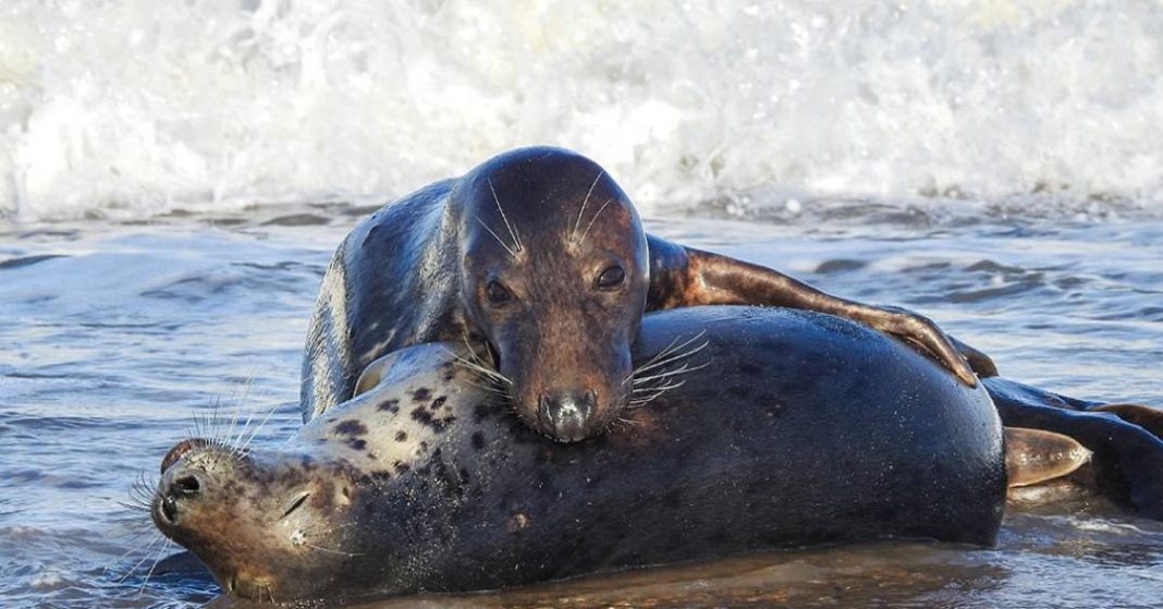 focas-canibais-atacam-filhotes-na-maior-colonia-da-especie-no-mundo