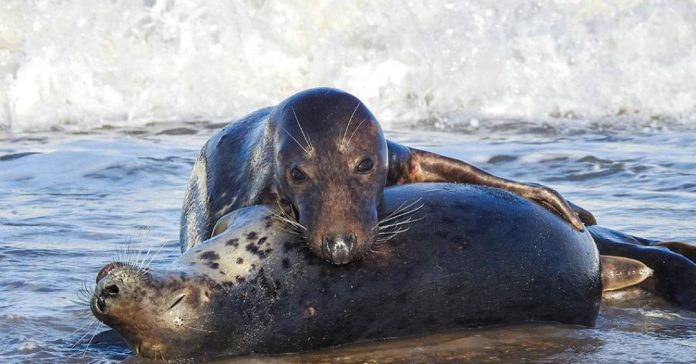 focas-canibais-atacam-filhotes-na-maior-colonia-da-especie-no-mundo focas-canibais-atacam-filhotes-na-maior-colonia-da-especie-no-mundo