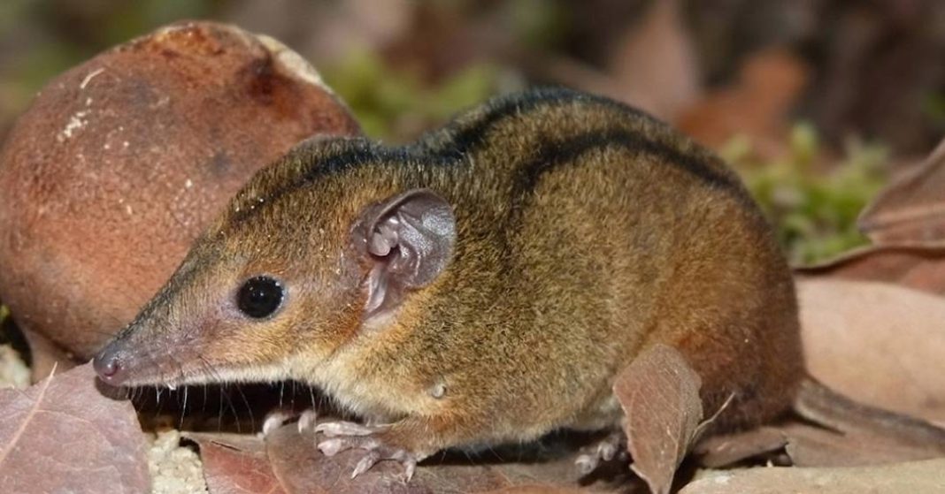 marsupial-que-so-existe-no-rio-de-janeiro-e-descoberto-por-alunas-da-ufrj