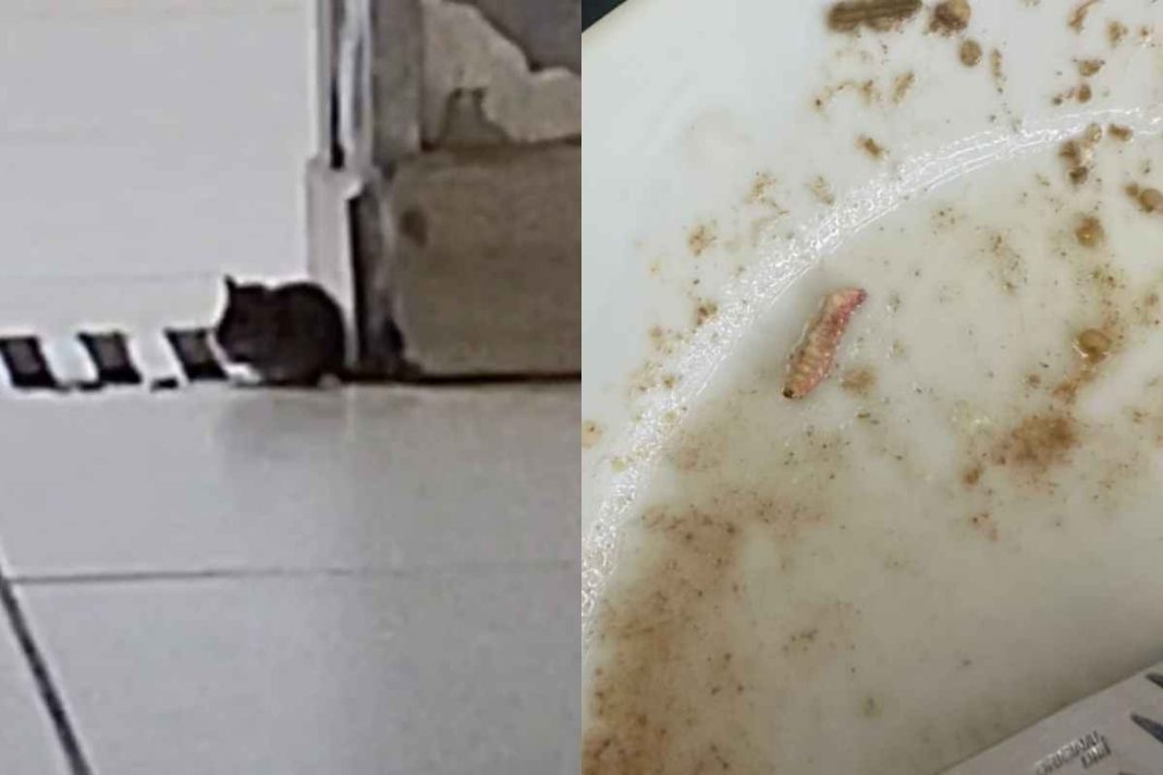 “ratatouille”:-rato-e-larva-sao-flagrados-em-refeitorio-do-hub.-veja-video