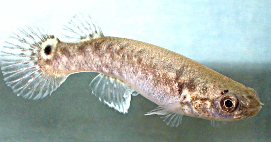 o-que-aconteceu-com-esses-peixes-depois-de-usarem-cogumelos-magicos