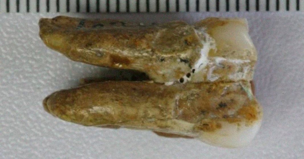 dentes-de-400-mil-anos-apontam-cruzamento-entre-denisovanos-e-homo-erectus