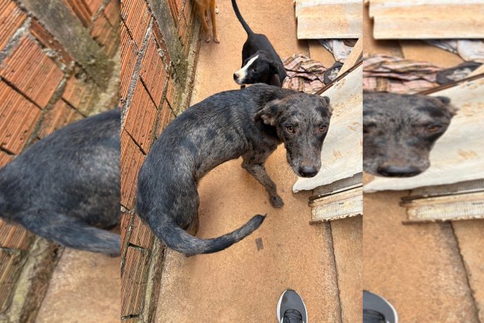 tutor-de-14-cachorros-de-rua,-“cigano-dos-caes”-morre,-e-animais-ficam-sem-abrigo.-veja-video tutor-de-14-cachorros-de-rua,-“cigano-dos-caes”-morre,-e-animais-ficam-sem-abrigo.-veja-video