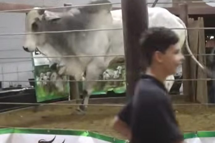 boi-“fujao”-tenta-pular-cerca-de-leilao-e-assusta-fazendeiros-em-goias.-veja-video boi-“fujao”-tenta-pular-cerca-de-leilao-e-assusta-fazendeiros-em-goias.-veja-video