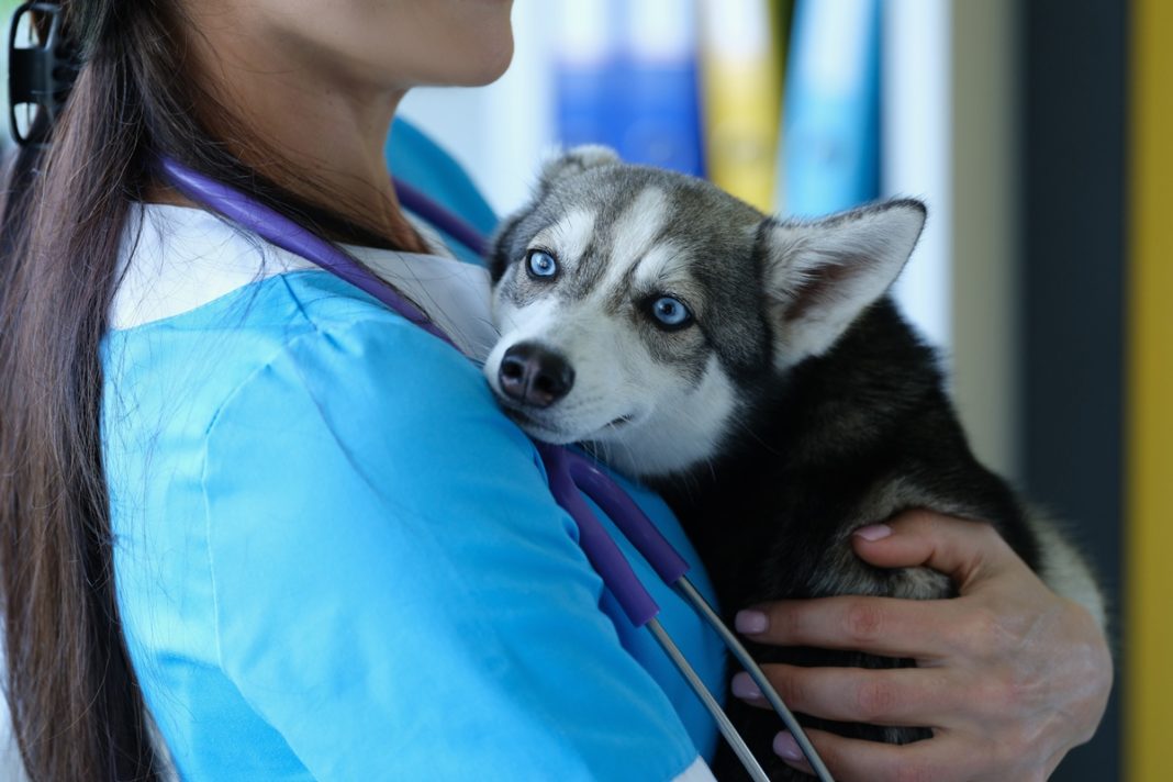 mulher-e-presa-apos-atuar-como-medica-veterinaria-sem-ter-diploma