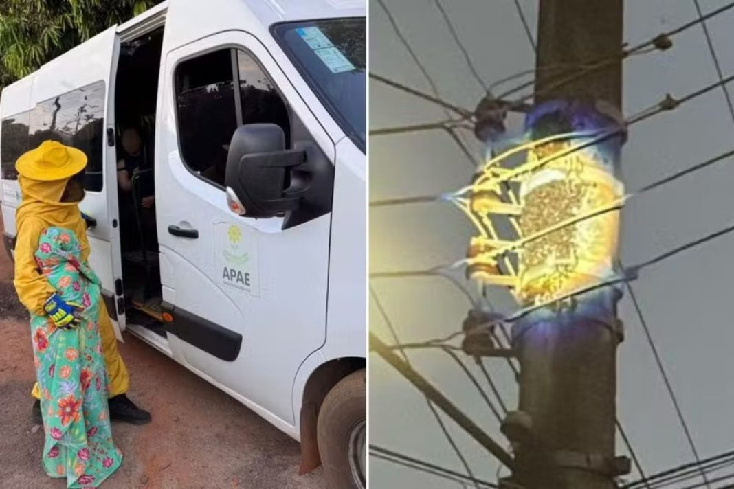 enxame-de-abelhas-ataca-estudantes-e-colaboradores-de-apae-em-goias