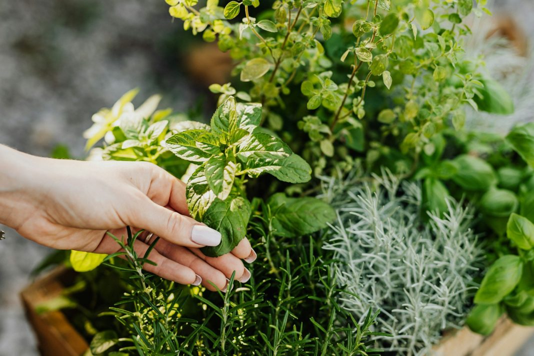 por-que-ainda-e-tao-dificil-para-o-brasil-transformar-suas-plantas-medicinais-em-produtos-farmaceuticos