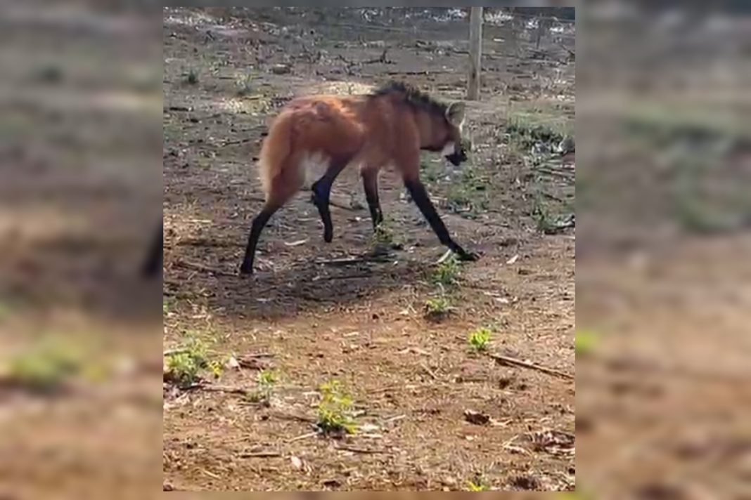 bombeiros-de-goias-resgatam-lobo-guara-ferido-em-fazenda