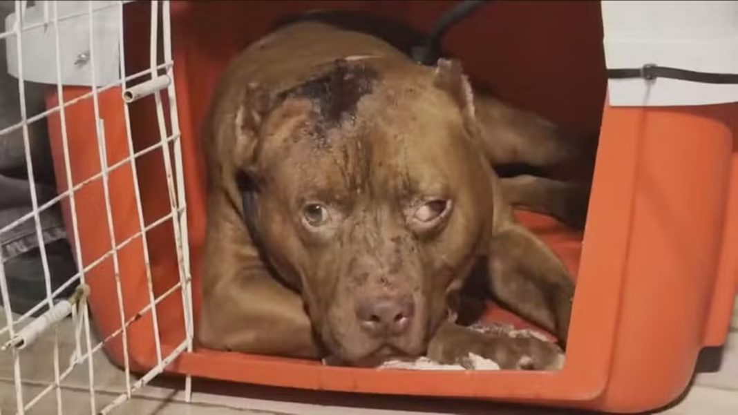 menina-de-3-anos-morre-apos-ser-atacada-por-pit-bull-na-zona-oeste-do-rio