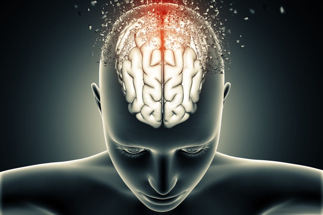 estudo-sugere-que-cerebro-tem-duas-origens-distintas-no-desenvolvimento