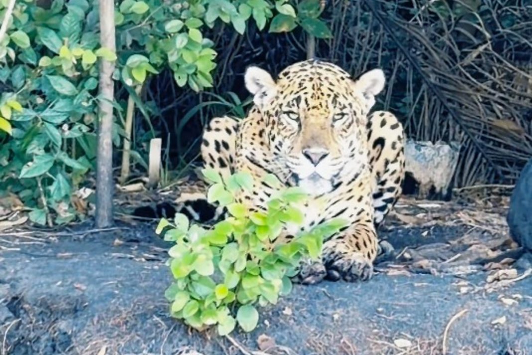pescador-fica-de-frente-com-onca-pintada-em-expedicao-de-pesca-no-pantanal
