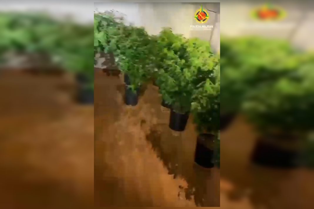 policia-militar-desarticula-laboratorio-com-80-pes-de-maconha-no-df