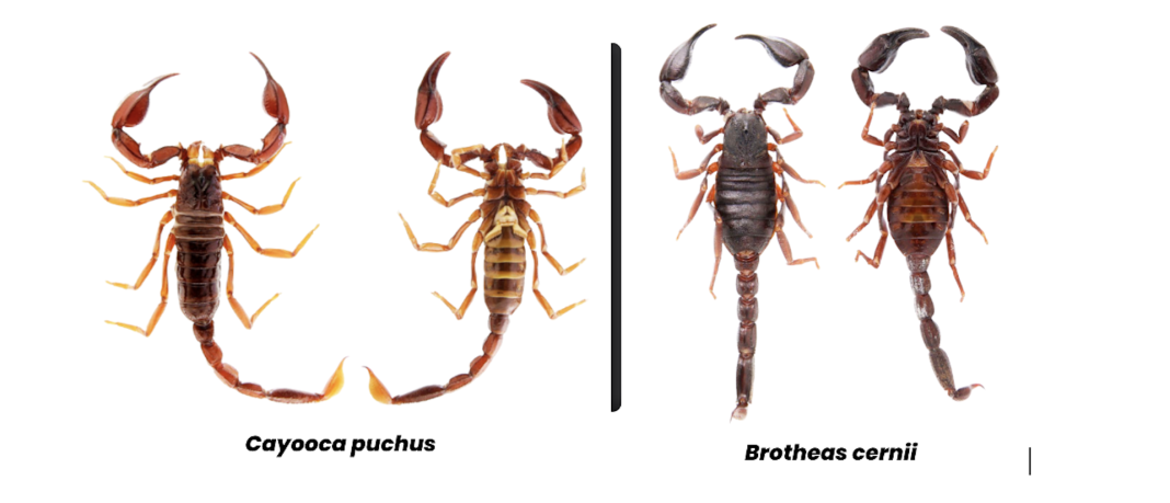 com-luz-ultravioleta,-duas-novas-especies-de-escorpioes-sao-descobertas-na-amazonia