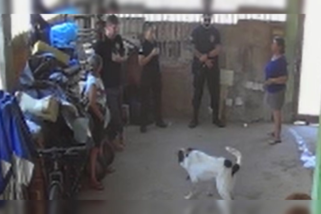 cachorro-que-foi-torturado-com-taser-e-resgatado-pela-pcdf-na-vila-planalto