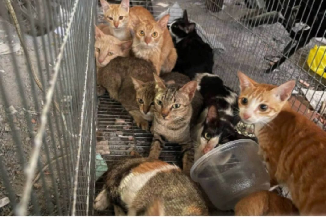 quadrilha-e-presa-apos-roubar-2,7-mil-gatos-para-vender-a-carne-no-vietna