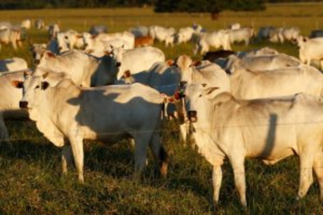 exportacao-de-carne-para-china-caiu-93,5%-apos-brasil-atingir-100%-da-cota