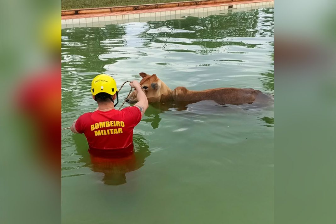“bois-nadadores”-de-500-kg-caem-em-piscina-e-sao-resgatados-pelos-bombeiros