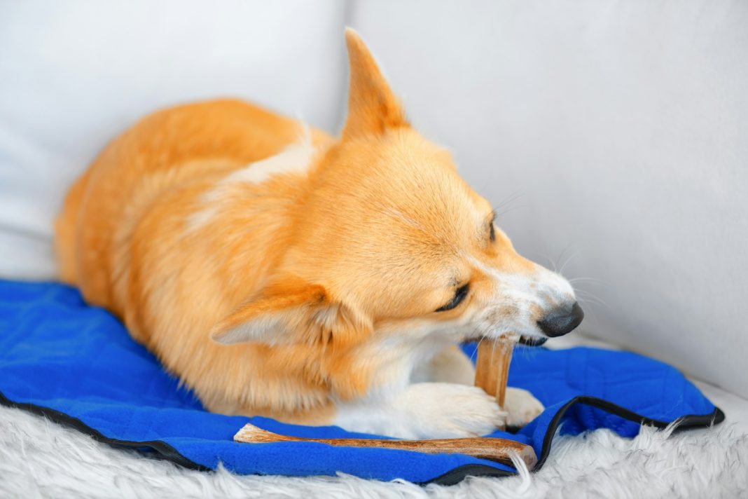 por-que-os-cachorros-precisam-morder-coisas?-a-ciencia-por-tras-do-“simples”-ato-de-roer