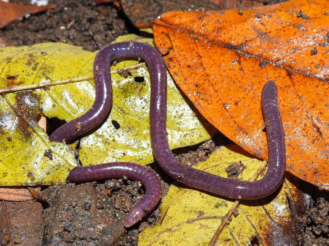 batizada-de-‘maria’,-nova-especie-de-anfibio-homenageia-o-nome-mais-popular-do-brasil