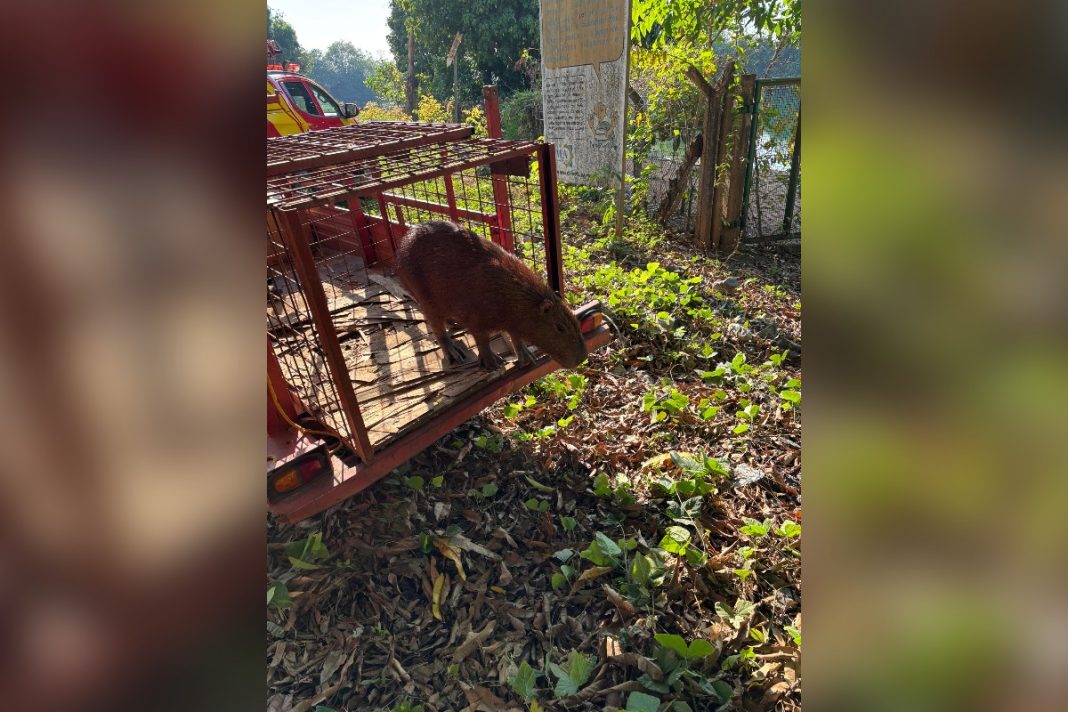capivara-invade-ambulatorio-de-hospital-e-mobiliza-bombeiros-em-goias