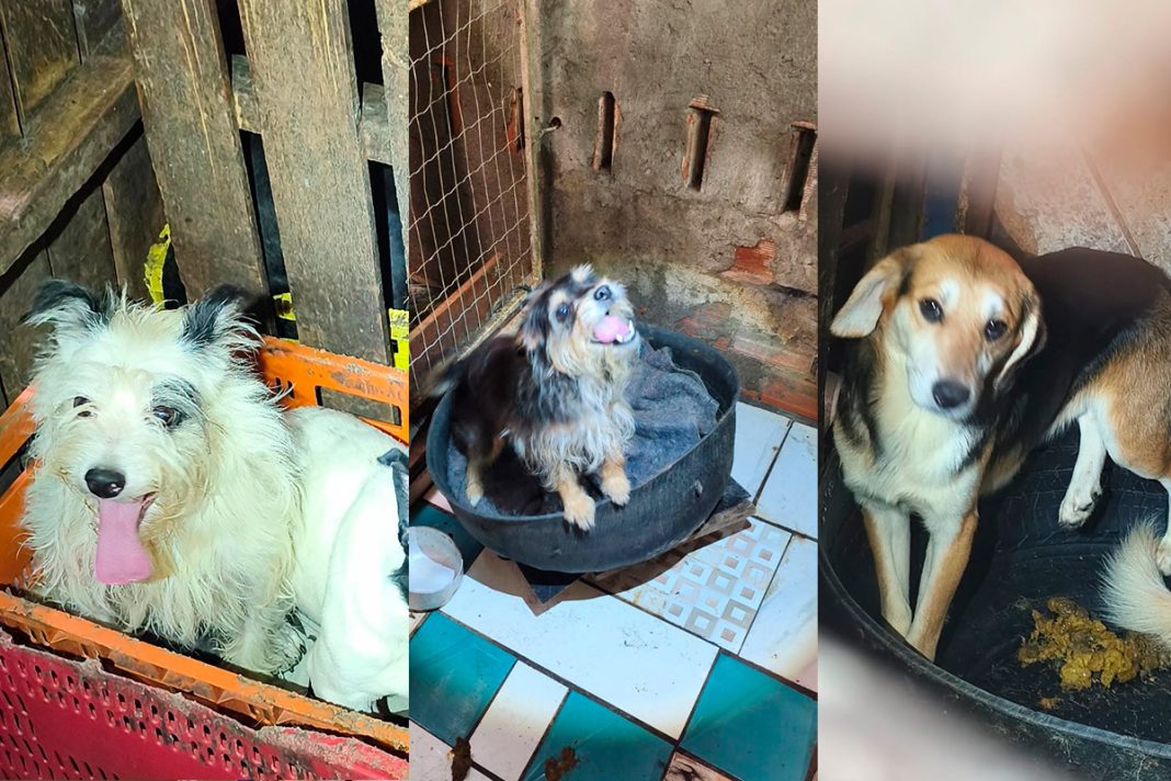pcdf-lanca-campanha-de-adocao-para-caes-resgatados-de-maus-tratos;-fotos
