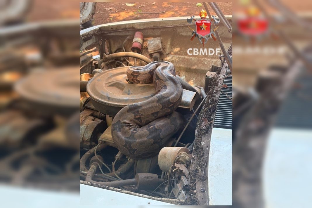 jiboia-se-esconde-no-motor-de-carro-na-br-070-e-e-resgatada-pelos-bombeiros