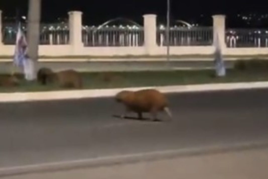 motorista-foge-apos-atropelar-e-matar-capivara-que-atravessava-rua-no-lago