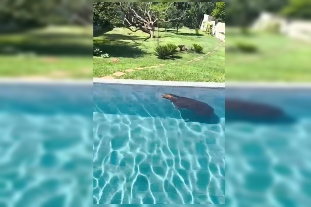 capivara-e-resgatada-apos-ser-flagrada-tomando-banho-de-piscina-no-lago-sul